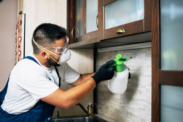 Wasp Removal Services in Sterling Ranch, CO