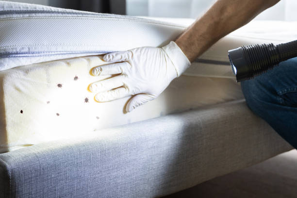 Best Pest Control Near Me  in Sterling Ranch, CO