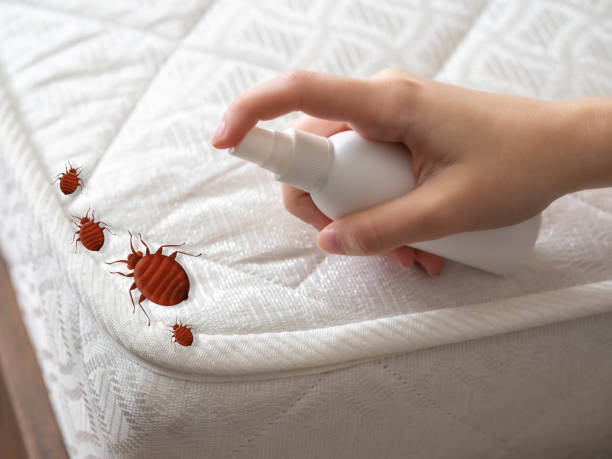 Best Local Pest Control Services  in Sterling Ranch, CO