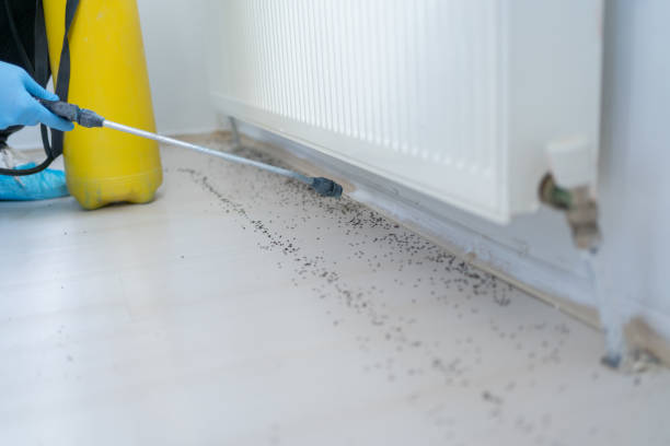 Best Affordable Pest Control Services  in Sterling Ranch, CO