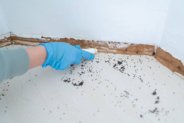 Trusted Sterling Ranch, CO Pest Control Experts